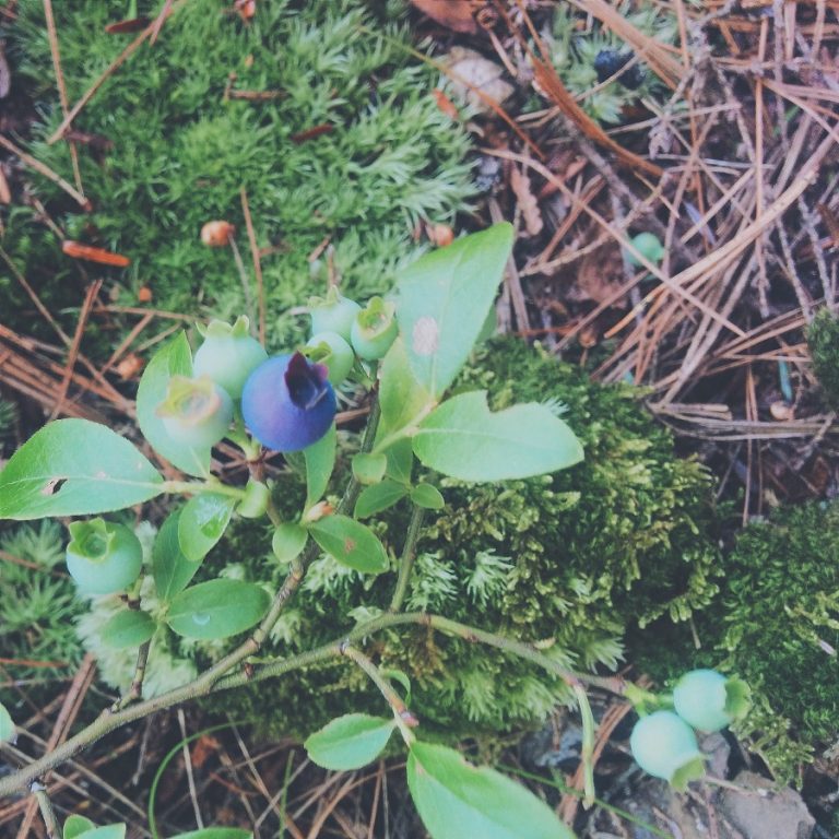 Ontario's Best Blueberry Picking Spots Ontario Culinary