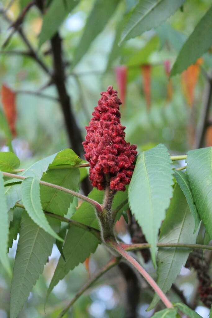 you-should-be-eating-ontario-staghorn-sumac-ontario-culinary
