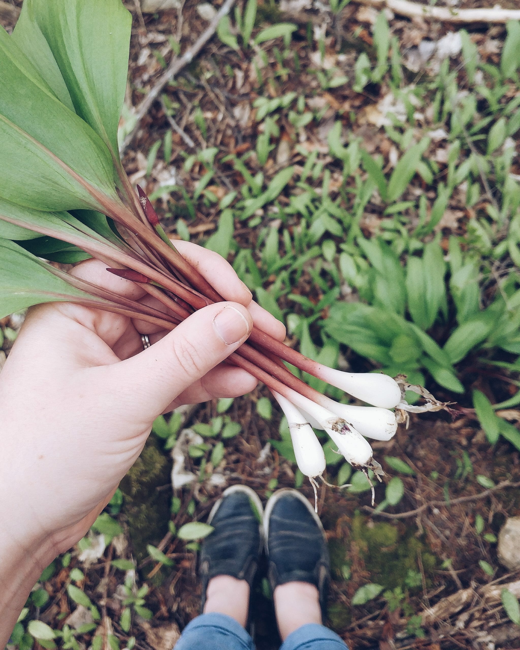 What is a 'wild ramp' anyway? Ontario Culinary