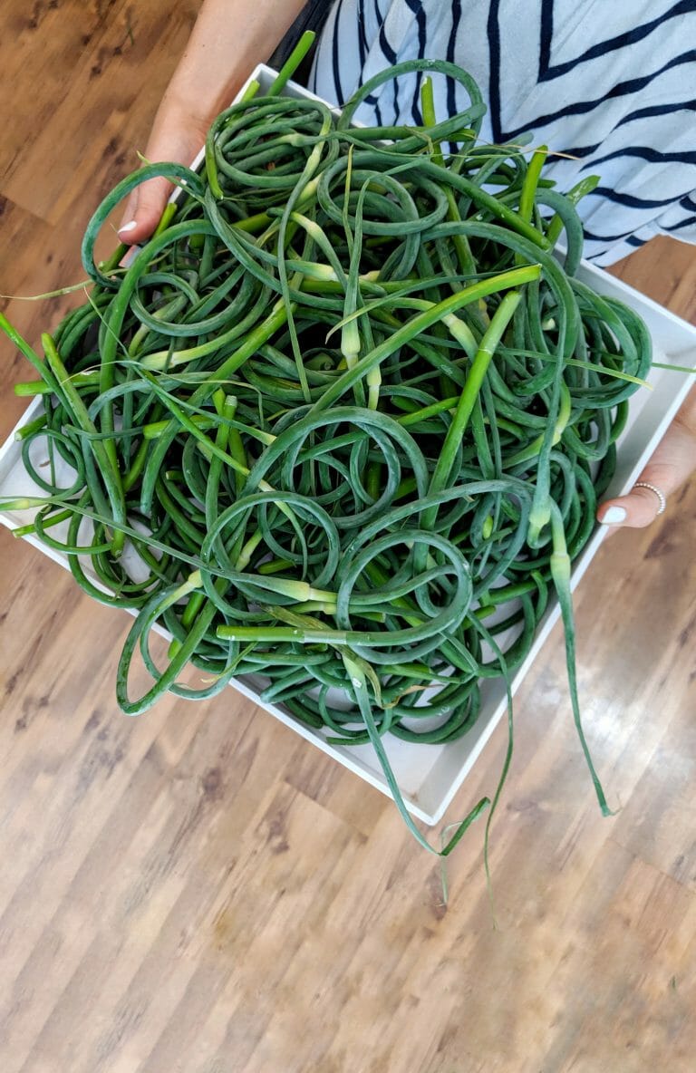 Garlic Scapes, The Vegetable You’ve Been Missing Out On Ontario Culinary