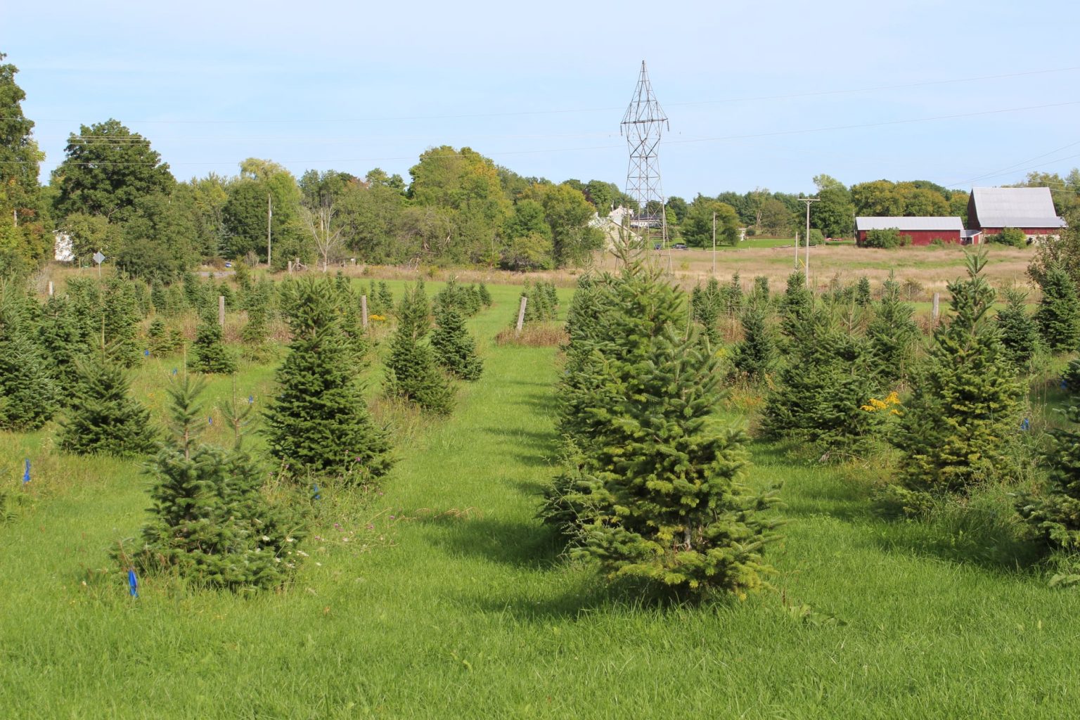 Ontario’s Best PickYourOwn Tree Farms Ontario Culinary