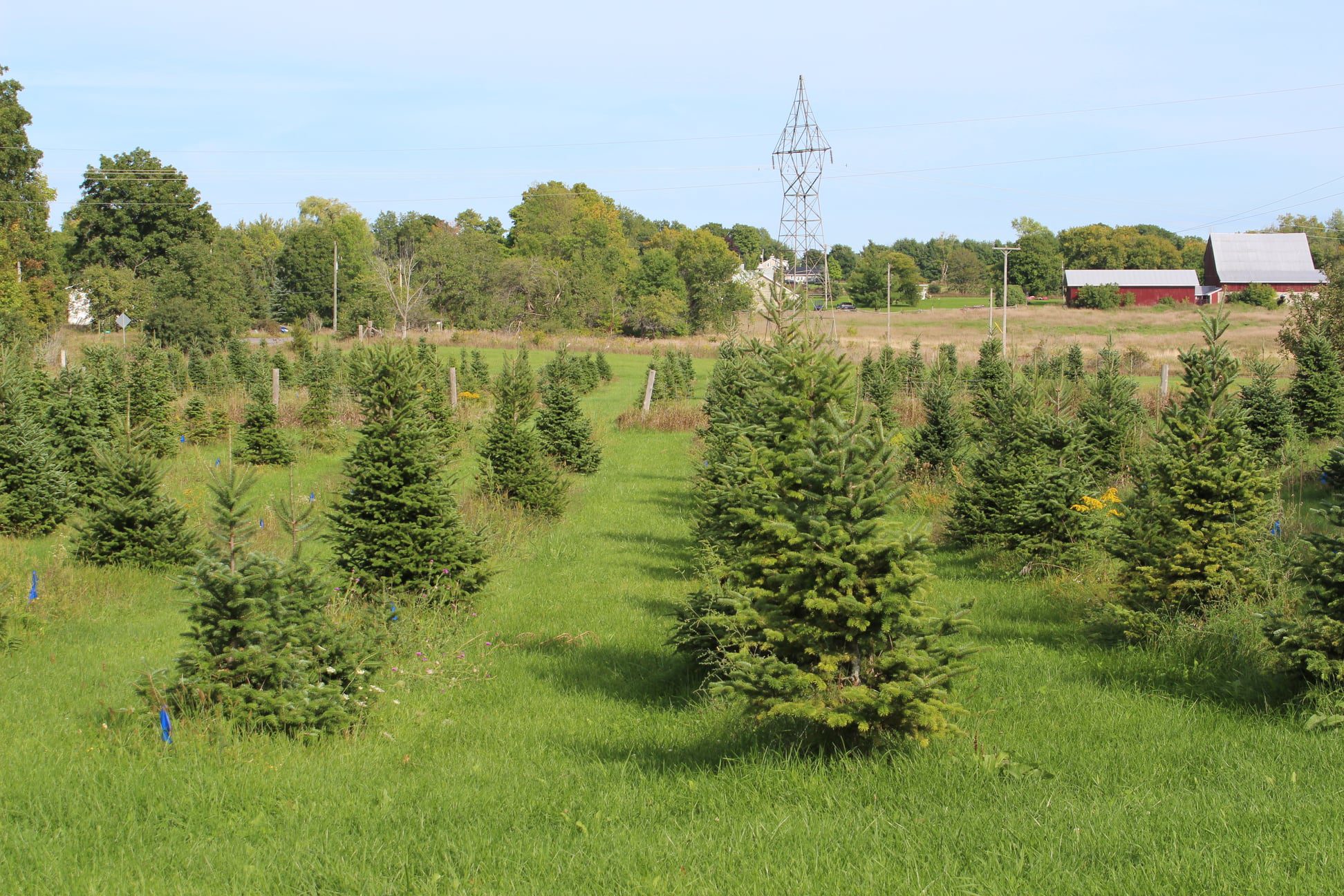 Ontario’s Best PickYourOwn Tree Farms Ontario Culinary