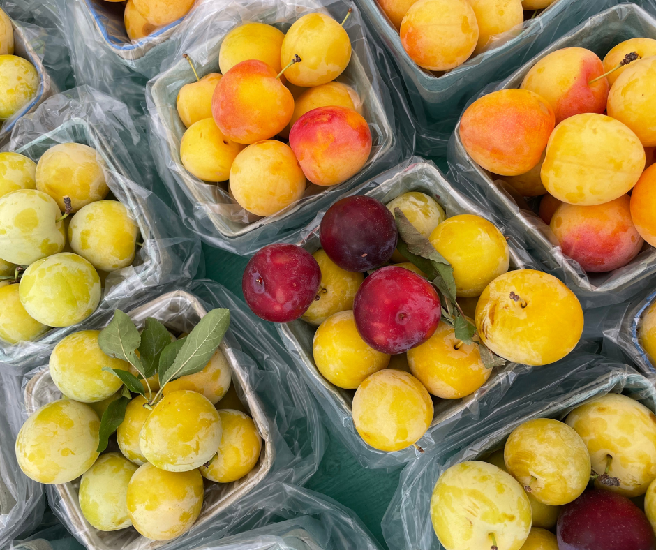 Square baskets of plums at St Jacobs Market