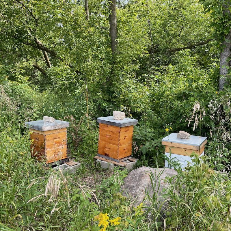 bee hives