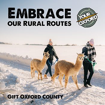 Two people dressed for winter walk Alpacas on a snowy trail