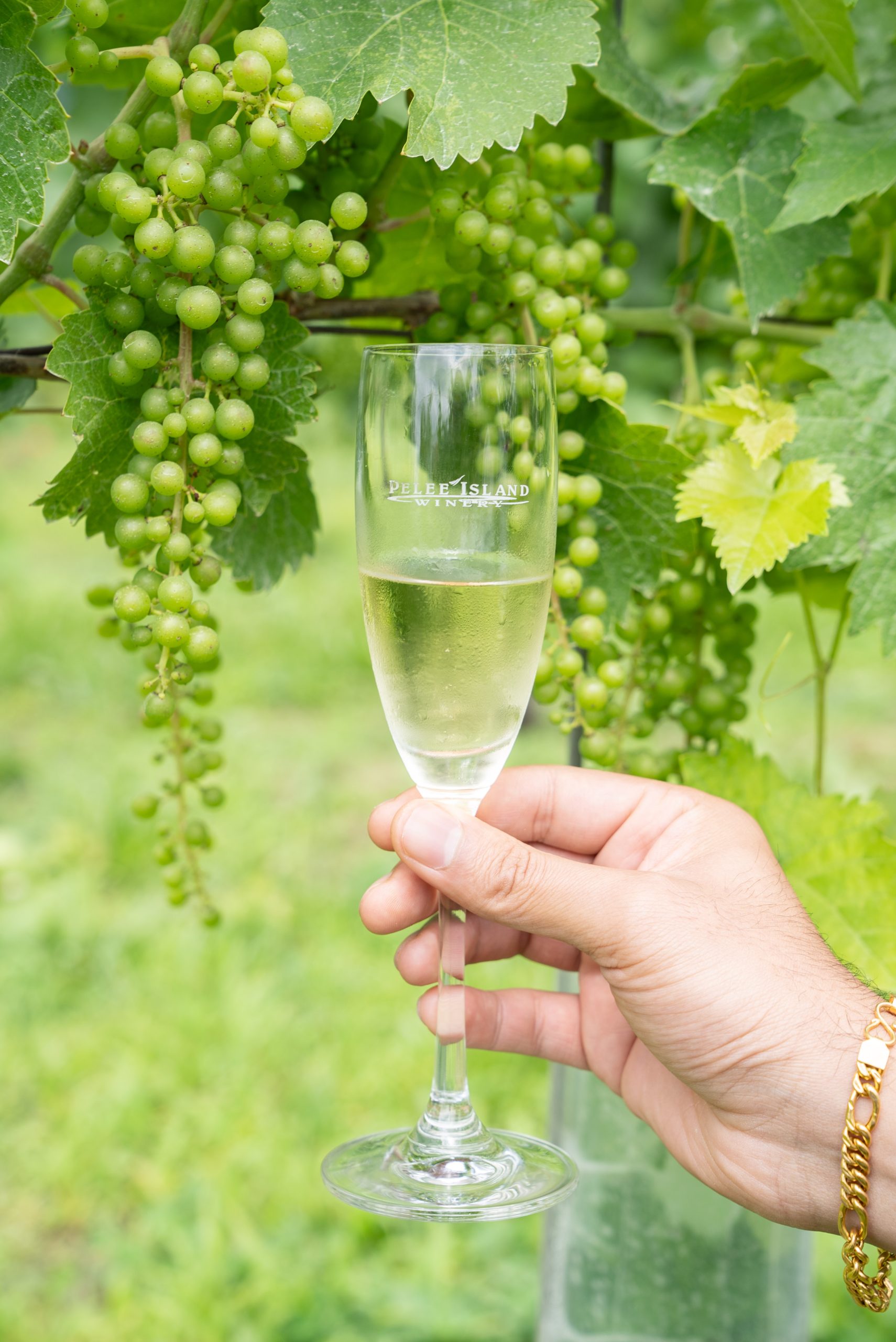 Sip Sip Hooray! A Guide to Kingsville’s Wineries and Breweries