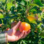 Picture of hand picking an apple from tree