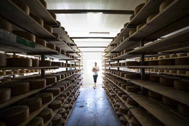 Gunn's Hill aging room photo with Shep walking down a row of cheese