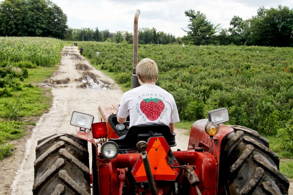 Tractor with farmer driving wearing Andrew's Scenic Acres Strawberry t-shirt