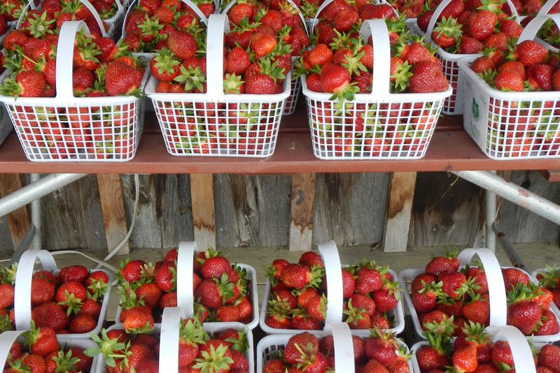 Close up of strawberry filled baskets