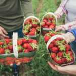 close up of four people holding strawberry filled baskets.