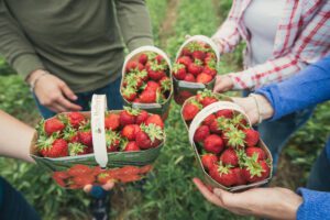 close up of four people holding strawberry filled baskets.