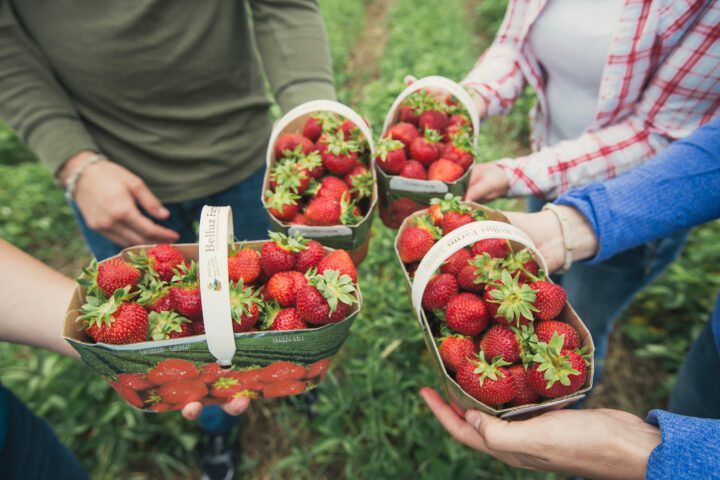 close up of four people holding strawberry filled baskets.