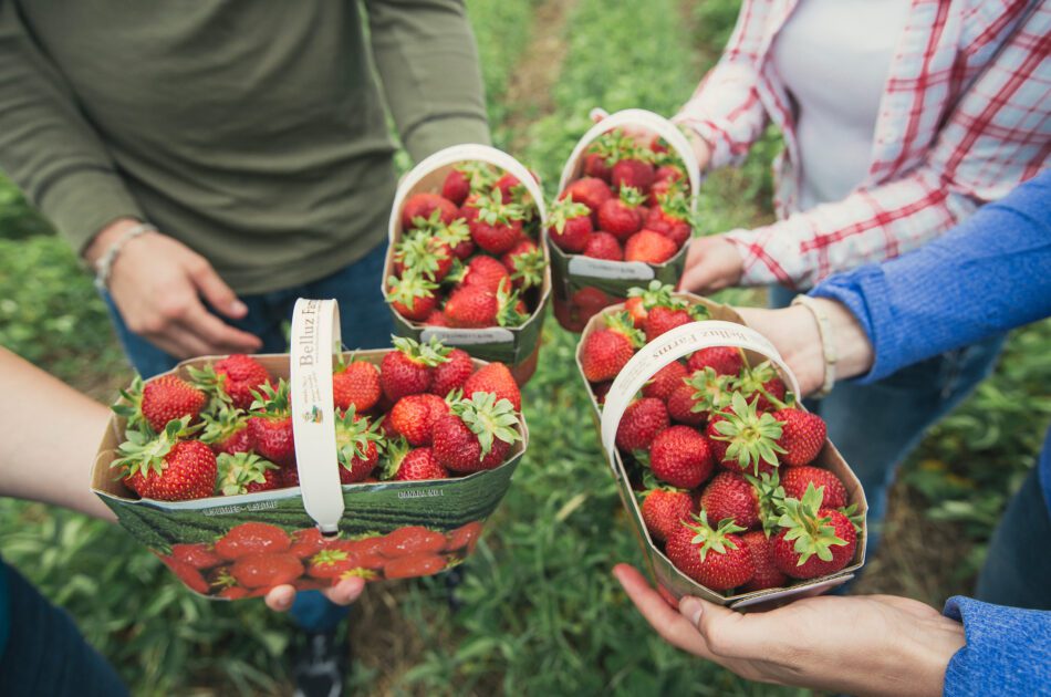 close up of four people holding strawberry filled baskets.