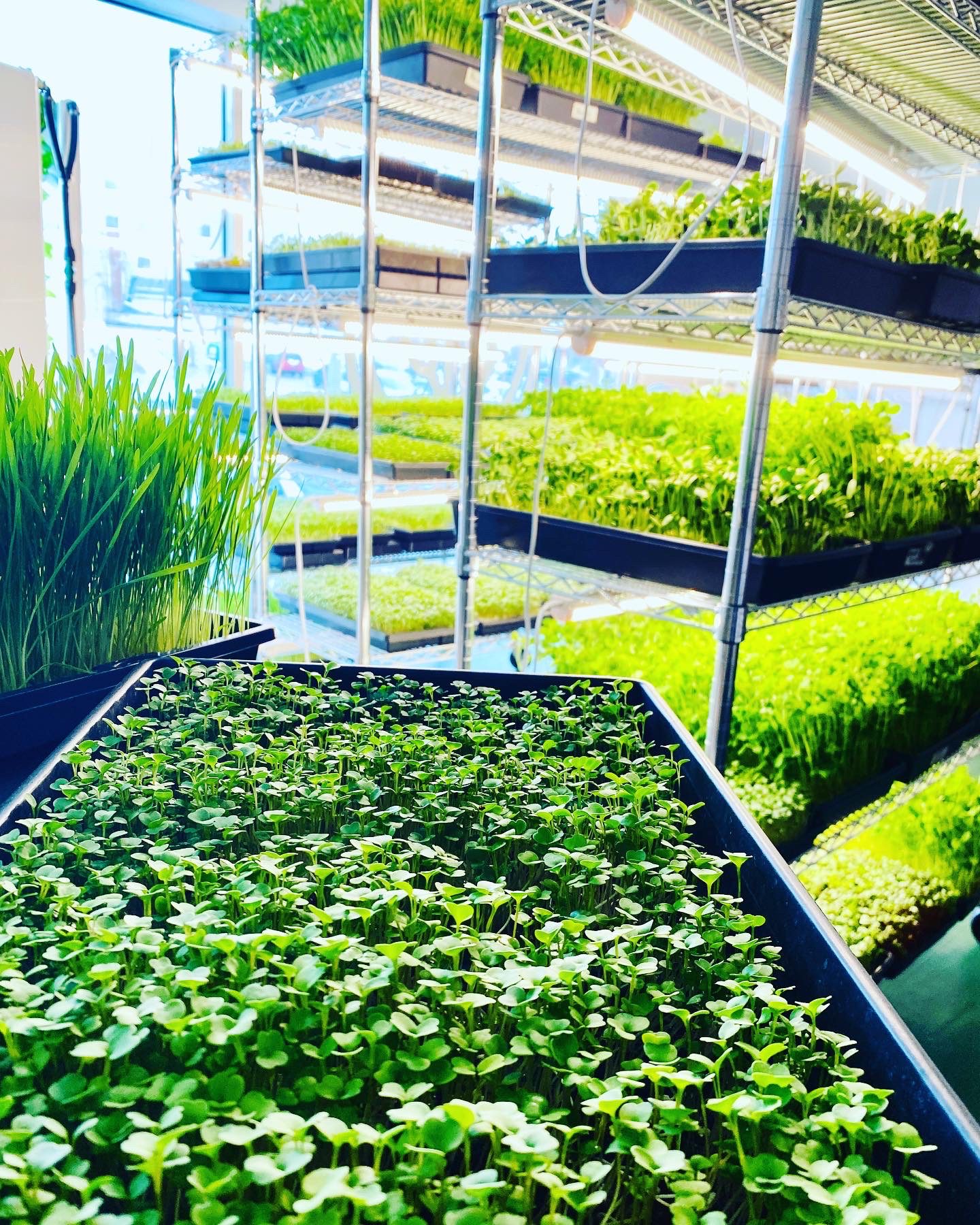 Seedling strays stacked on shelfs in greenhouse