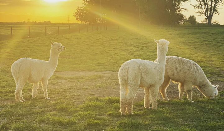 alpacas at Jireh Hills