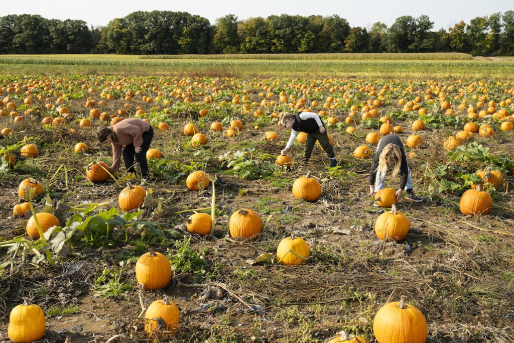 Three kids picking pumpkins in the patch