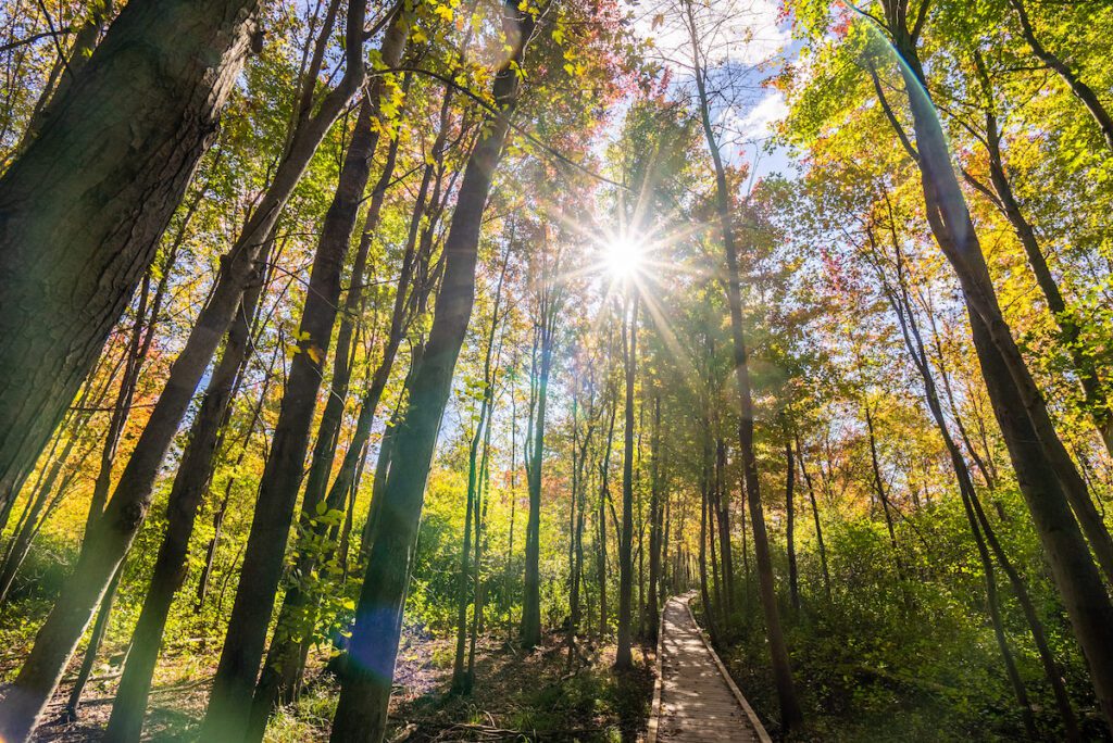 tree canopy over wooden trail in Sifton Blog, London, Ontario
