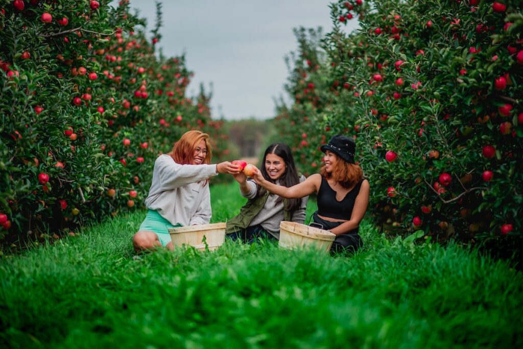 Three girls sitting in an orchard cheersing their apples