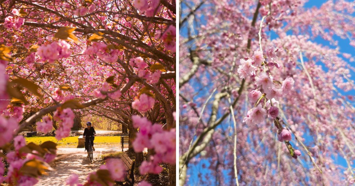 cyclng under cherry blossoms